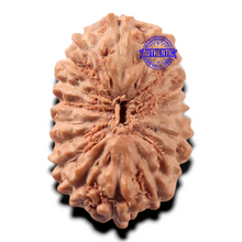 Load image into Gallery viewer, 17 Mukhi Rudraksha from Indonesia - Bead No. 289
