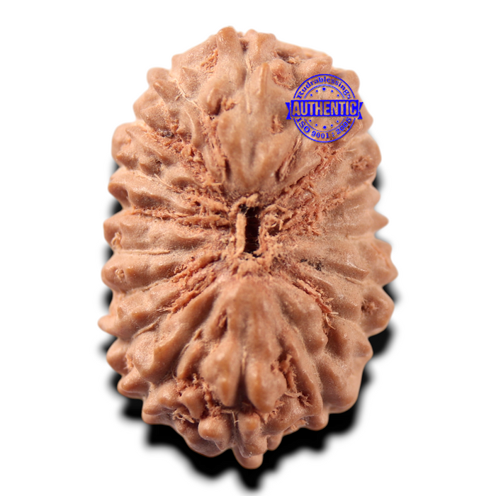 17 Mukhi Rudraksha from Indonesia - Bead No. 289