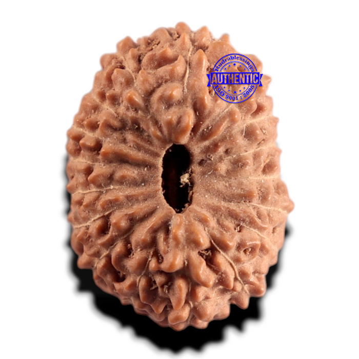17 Mukhi Rudraksha from Indonesia - Bead No. 292