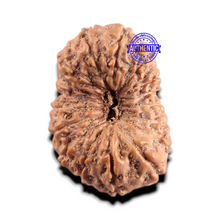 Load image into Gallery viewer, 17 Mukhi Rudraksha from Indonesia - Bead No. 296
