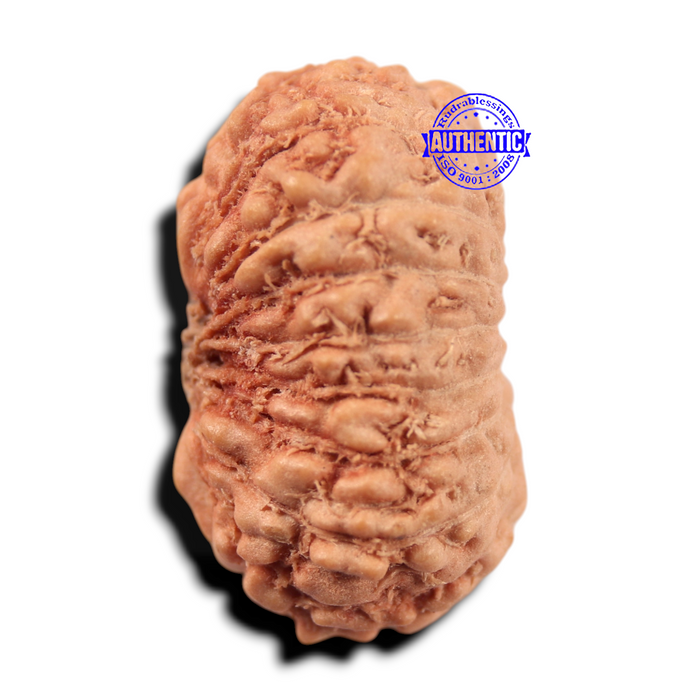 17 Mukhi Rudraksha from Indonesia - Bead No. 284