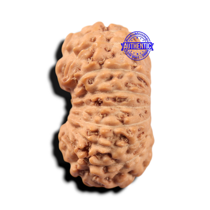 17 Mukhi Rudraksha from Indonesia - Bead No. 288