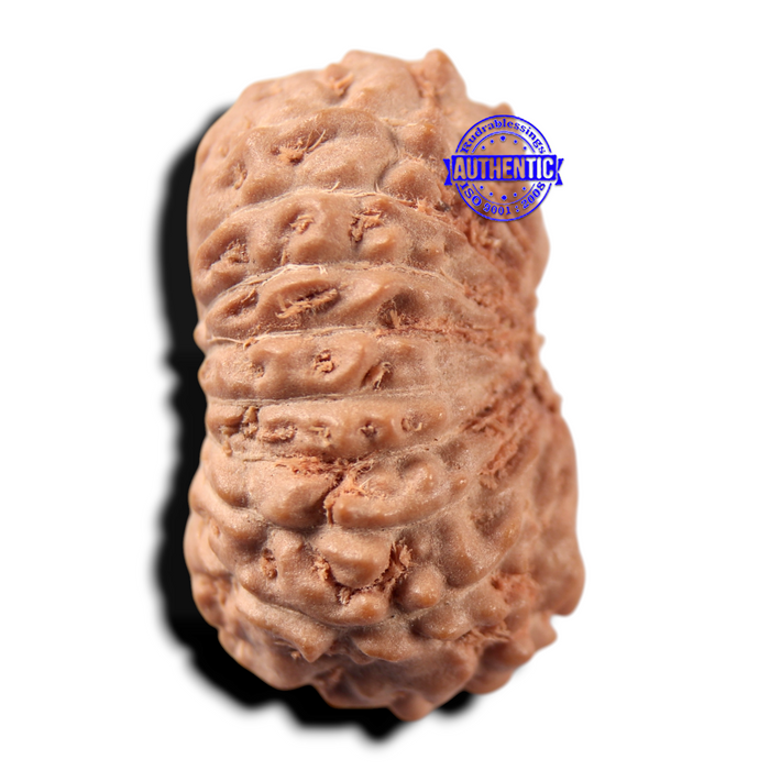 17 Mukhi Rudraksha from Indonesia - Bead No. 289