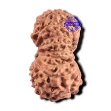 Load image into Gallery viewer, 17 Mukhi Rudraksha from Indonesia - Bead No. 293
