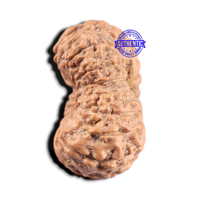 17 Mukhi Rudraksha from Indonesia - Bead No. 296