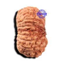 Load image into Gallery viewer, 17 Mukhi Rudraksha from Indonesia - Bead No. 284
