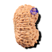 Load image into Gallery viewer, 17 Mukhi Rudraksha from Indonesia - Bead No. 288
