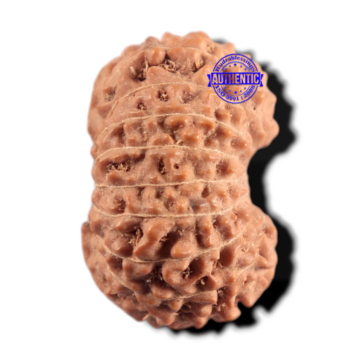 17 Mukhi Rudraksha from Indonesia - Bead No. 292