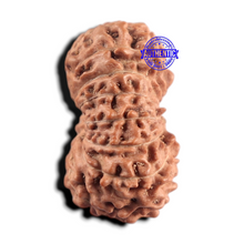 Load image into Gallery viewer, 17 Mukhi Rudraksha from Indonesia - Bead No. 293
