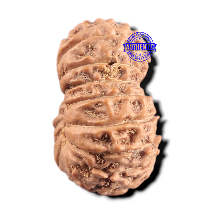 17 Mukhi Rudraksha from Indonesia - Bead No. 296