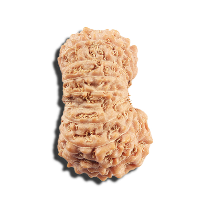 17 Mukhi Rudraksha from Indonesia - Bead No. 215
