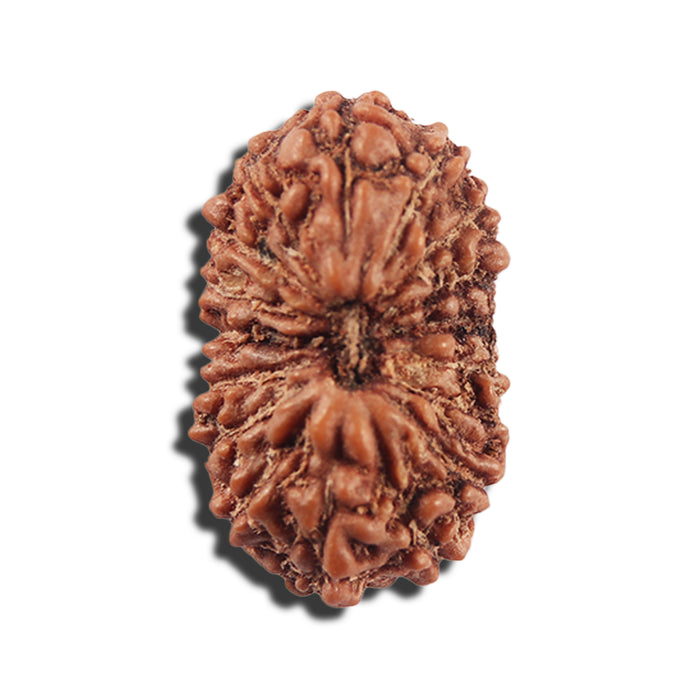 17 Mukhi Rudraksha from Indonesia - Bead No. 216