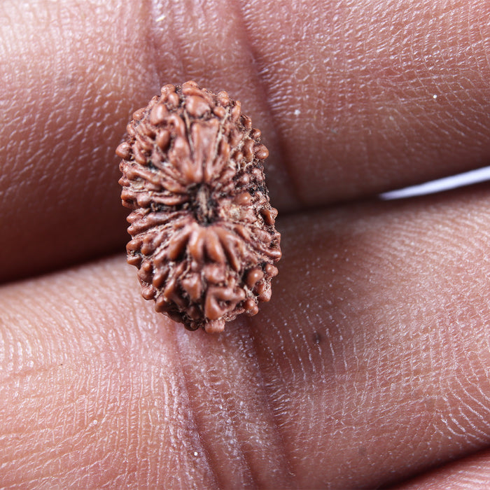 17 Mukhi Rudraksha from Indonesia - Bead No. 216