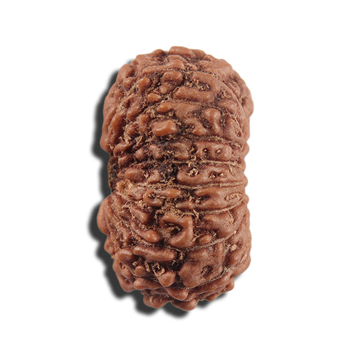 17 Mukhi Rudraksha from Indonesia - Bead No. 216