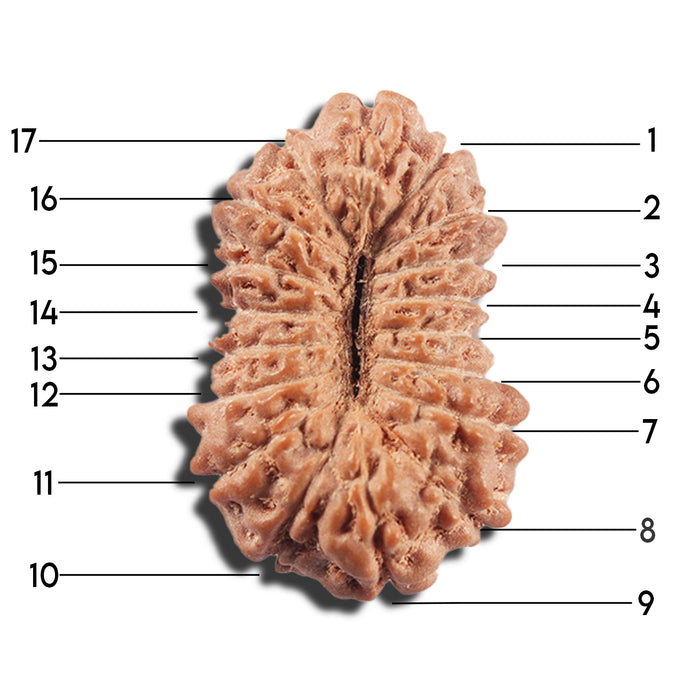 17 Mukhi Rudraksha from Indonesia - Bead No. 217