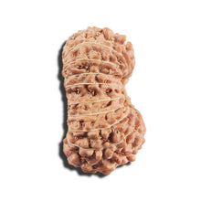 Load image into Gallery viewer, 17 Mukhi Rudraksha from Indonesia - Bead No. 218
