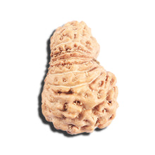 Load image into Gallery viewer, 17 Mukhi Rudraksha from Indonesia - Bead No. 219
