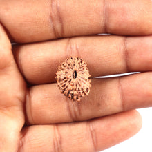 Load image into Gallery viewer, 17 Mukhi Rudraksha from Indonesia - Bead No. 222
