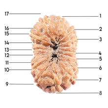 Load image into Gallery viewer, 17 Mukhi Rudraksha from Indonesia - Bead No. 224
