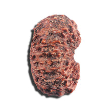 Load image into Gallery viewer, 17 Mukhi Rudraksha from Indonesia - Bead No. 226
