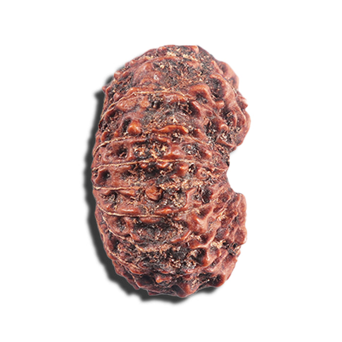 17 Mukhi Rudraksha from Indonesia - Bead No. 226