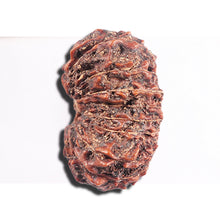 Load image into Gallery viewer, 17 Mukhi Rudraksha from Indonesia - Bead No. 226
