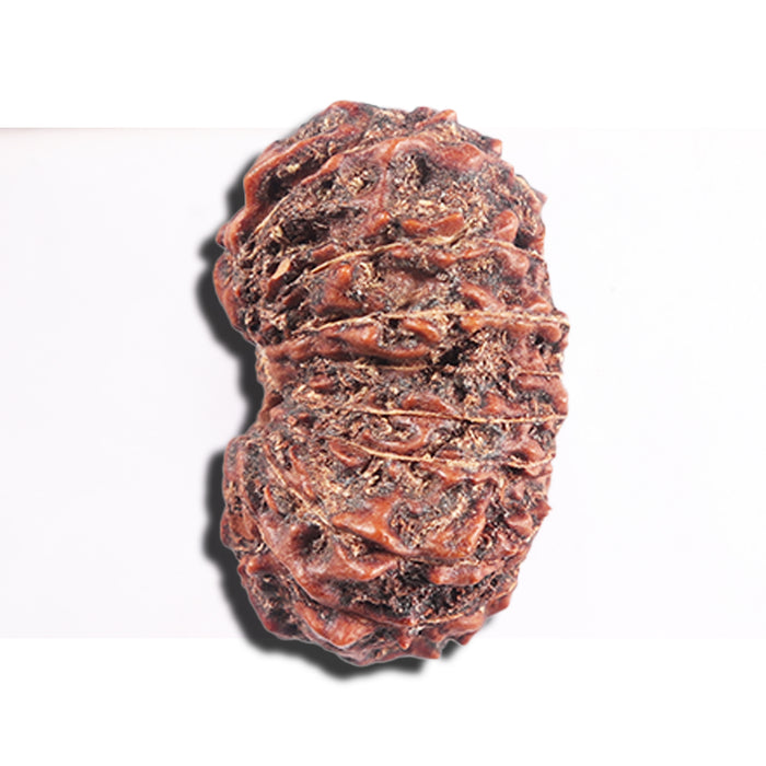 17 Mukhi Rudraksha from Indonesia - Bead No. 226