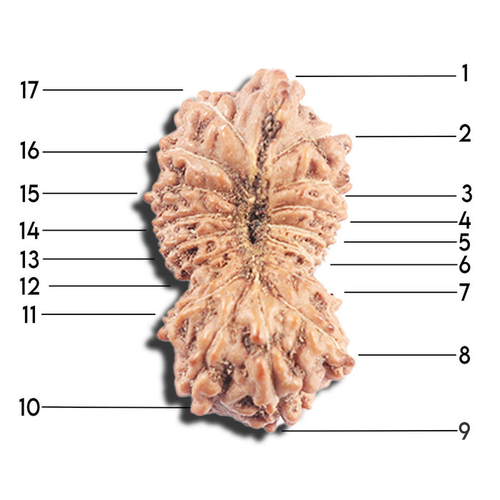 17 Mukhi Rudraksha from Indonesia - Bead No. 228