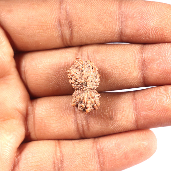 17 Mukhi Rudraksha from Indonesia - Bead No. 228