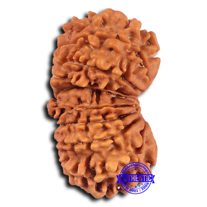 17 Mukhi Nepalese Gaurishankar Rudraksha - Bead No. 66