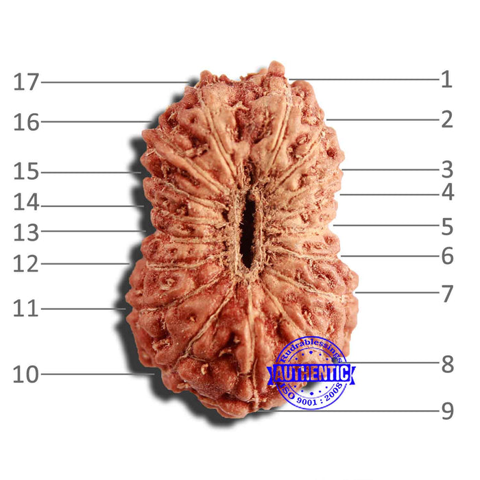 17 Mukhi Rudraksha from Indonesia - Bead No. 197