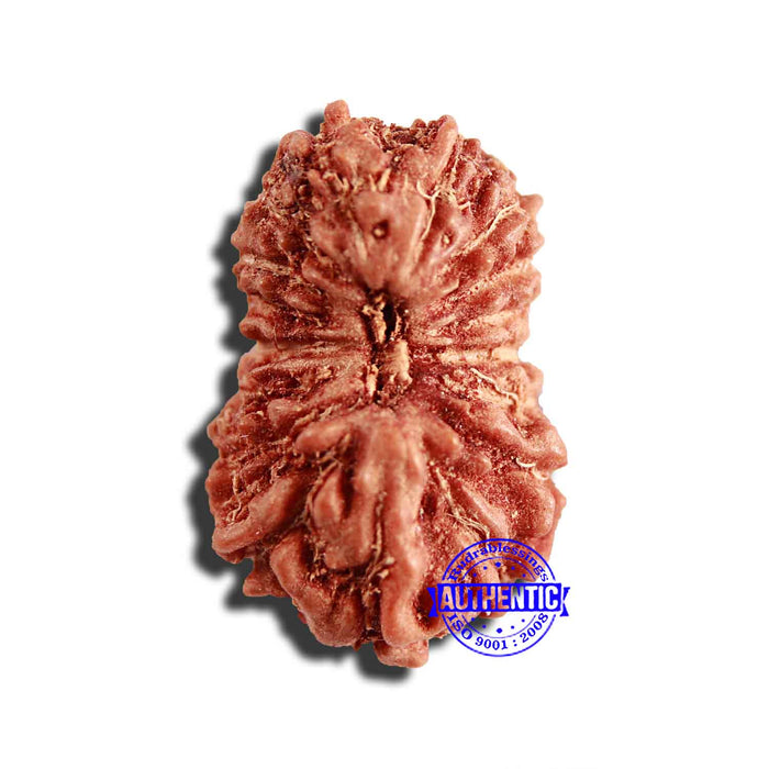 17 Mukhi Rudraksha from Indonesia - Bead No. 197