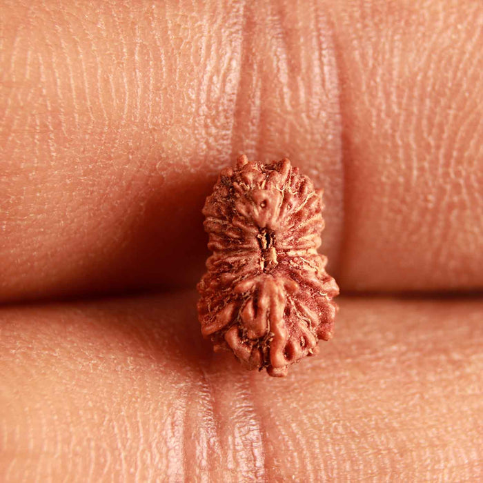 17 Mukhi Rudraksha from Indonesia - Bead No. 197
