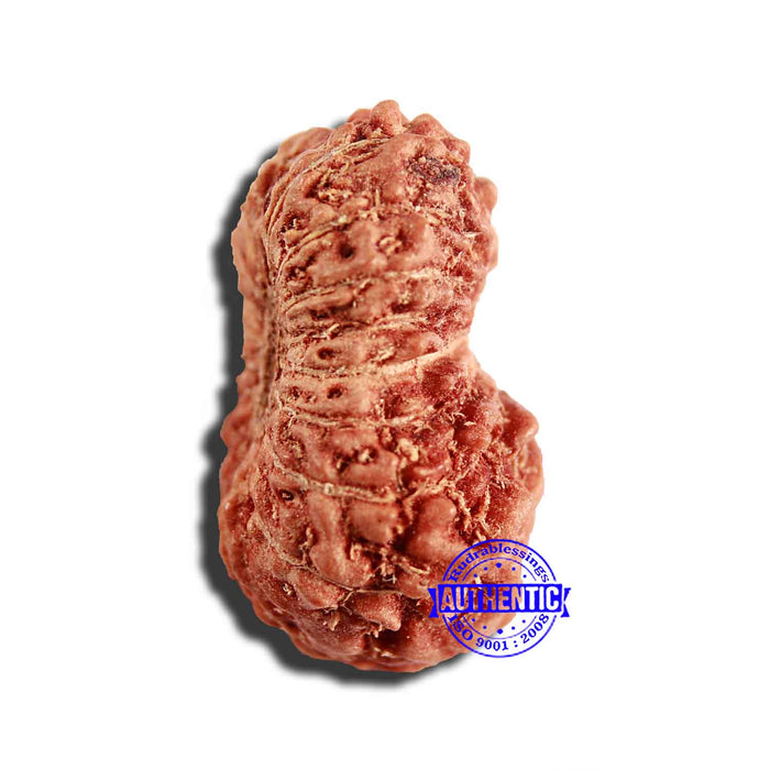 17 Mukhi Rudraksha from Indonesia - Bead No. 197