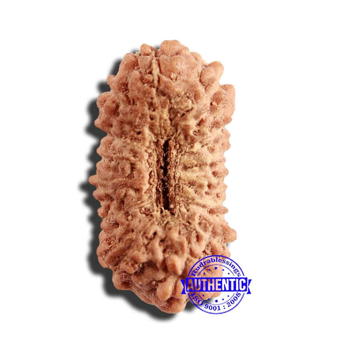 17 Mukhi Rudraksha from Indonesia - Bead No. 191
