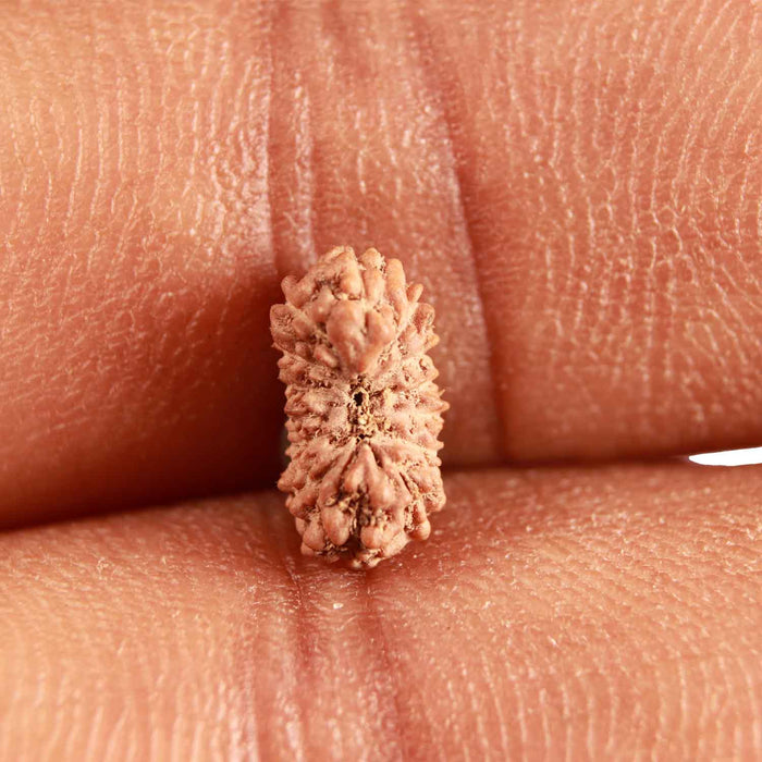 17 Mukhi Rudraksha from Indonesia - Bead No. 191