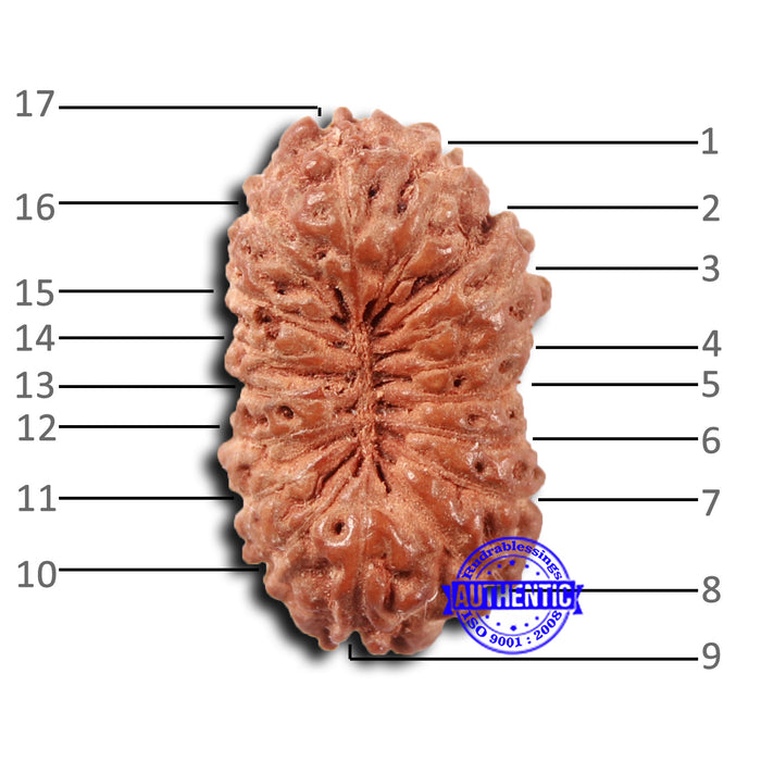 17 Mukhi Rudraksha from Indonesia - Bead No. 201