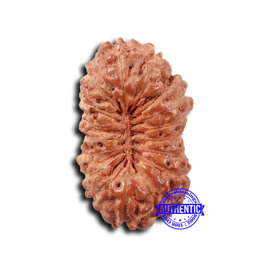 17 Mukhi Rudraksha from Indonesia - Bead No. 201