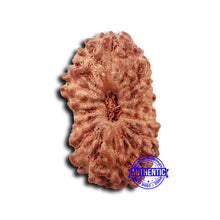Load image into Gallery viewer, 17 Mukhi Rudraksha from Indonesia - Bead No. 201

