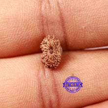 Load image into Gallery viewer, 17 Mukhi Rudraksha from Indonesia - Bead No. 201
