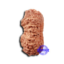 Load image into Gallery viewer, 17 Mukhi Rudraksha from Indonesia - Bead No. 201
