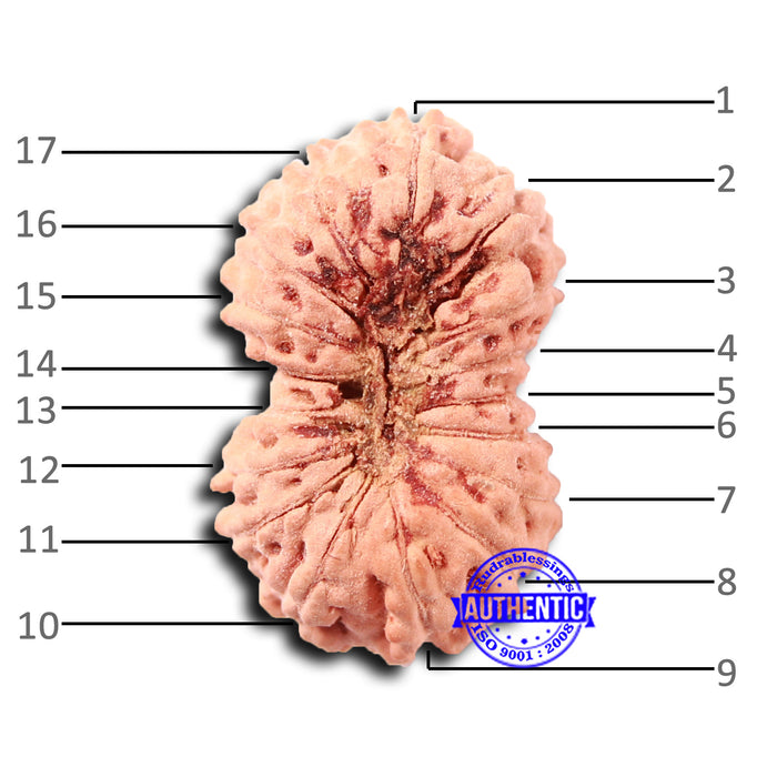 17 Mukhi Rudraksha from Indonesia - Bead No. 203