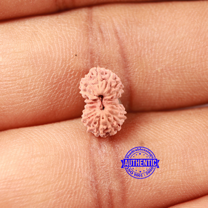 17 Mukhi Rudraksha from Indonesia - Bead No. 203