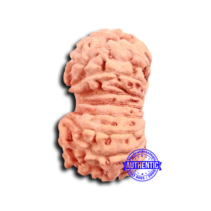 17 Mukhi Rudraksha from Indonesia - Bead No. 203