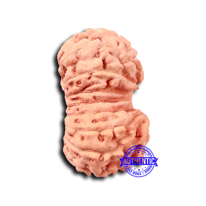 17 Mukhi Rudraksha from Indonesia - Bead No. 203