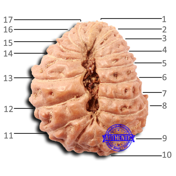 17 Mukhi Rudraksha from Indonesia - Bead No. 205