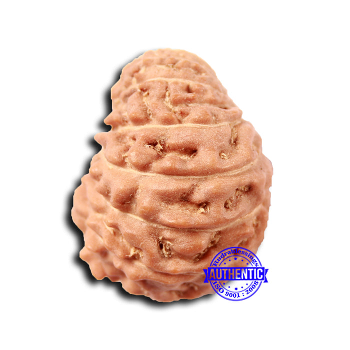 17 Mukhi Rudraksha from Indonesia - Bead No. 205