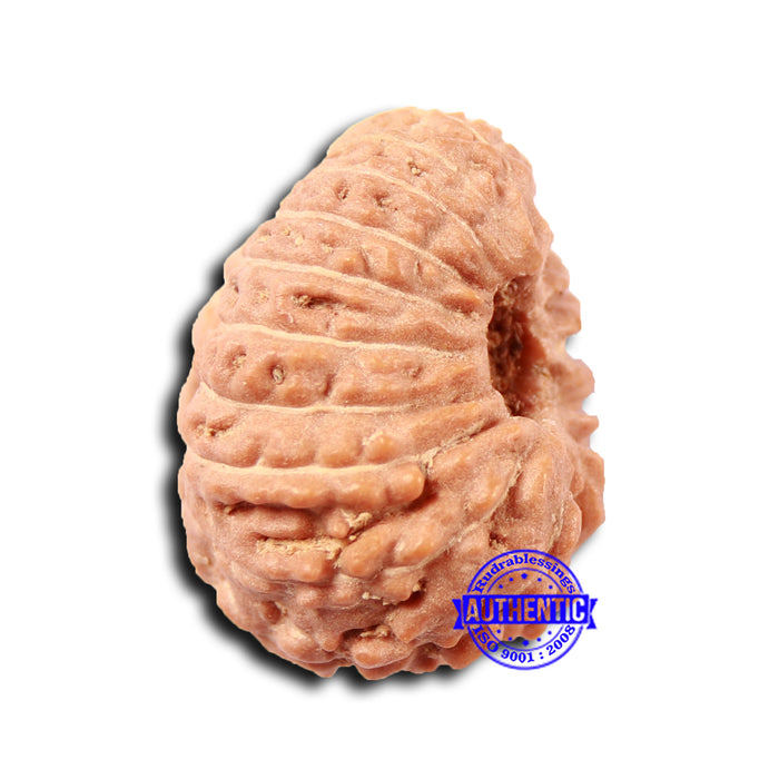 17 Mukhi Rudraksha from Indonesia - Bead No. 205