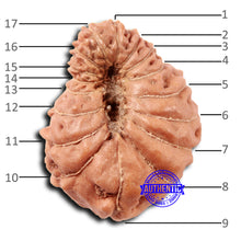 Load image into Gallery viewer, 17 Mukhi Rudraksha from Indonesia - Bead No. 208
