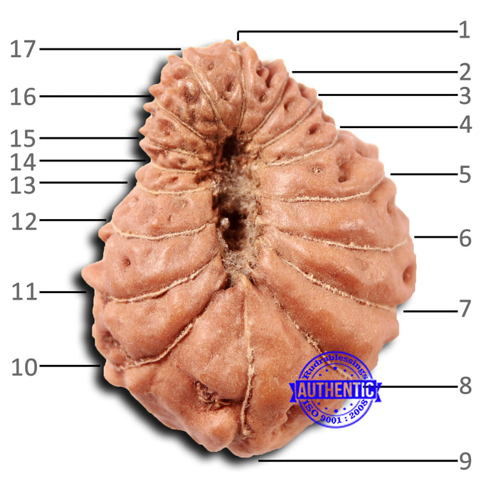 17 Mukhi Rudraksha from Indonesia - Bead No. 208
